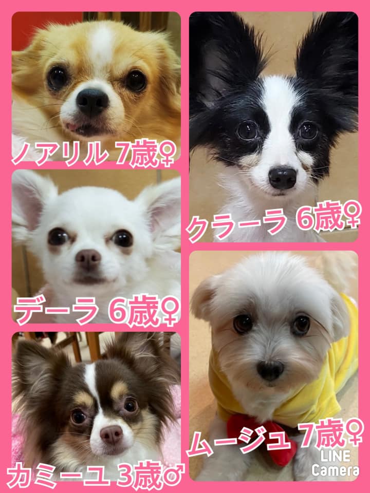 🐾今日の里親様募集中ワンコ🐶メンバーです🐾2021,10,3